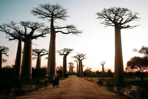 Top 5 conseils pour sélectionner une esn à Madagascar