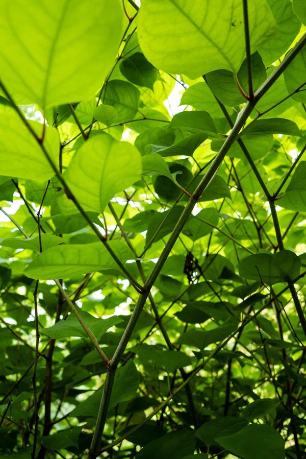 Quelle approche de test d'intrusion est adaptée pour un réseau d'entreprise avec des employés en télétravail?